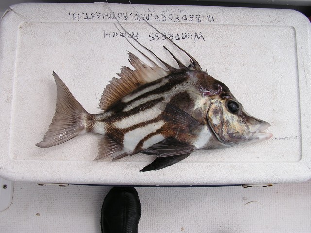 Boarfish Jr